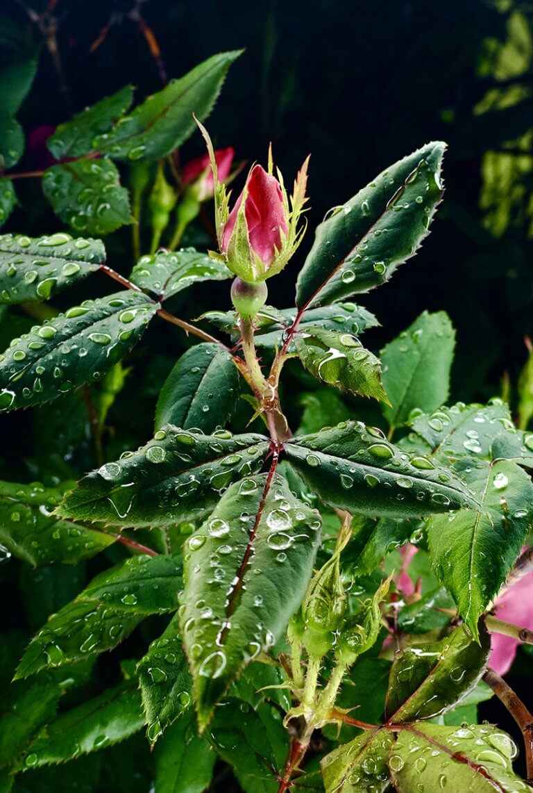 Flower Photography Lighting Modifier Halumin