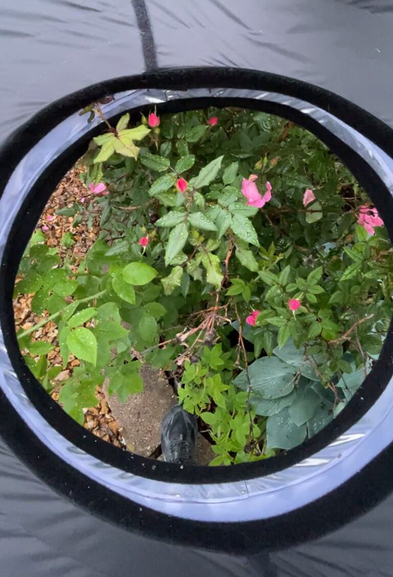 Positioning Halumin to Light the Flower in Location under an Overcast Sky in Daylight